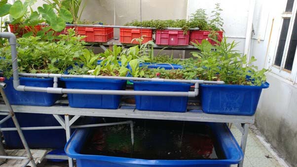 Aquaponics là hệ thống trồng rau kết hợp nuôi cá đang thu hút sự quan tâm bởi sự tiện lợi