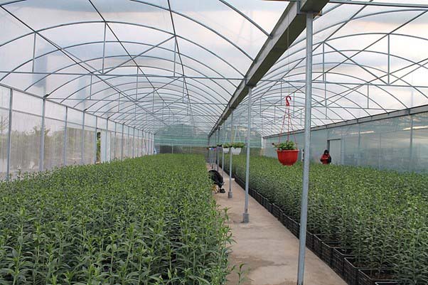 Các hộ sản xuất nên sử dụng giống cây trồng đảm bảo nguồn gốc và chất lượng