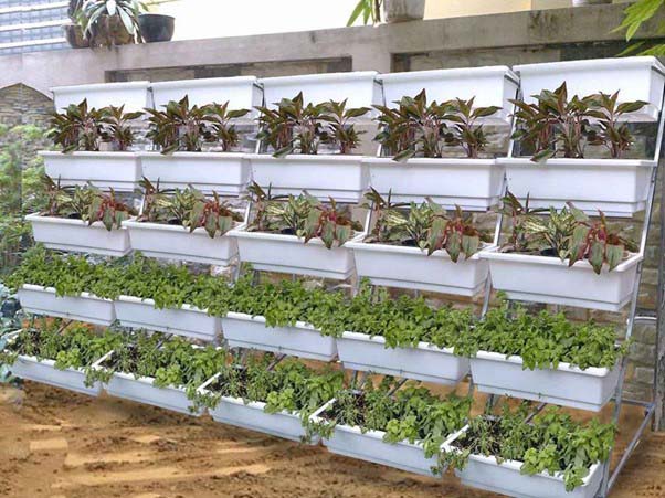 Kệ trồng rau là giải pháp dành cho những khu vực có diện tích hạn chế