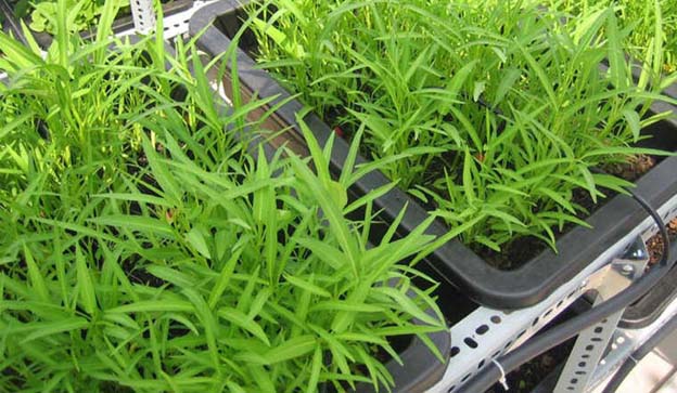 Rau muống có thể thu hoặc chỉ sau 4-6 tuần gieo mầm