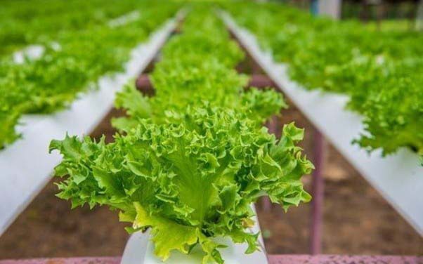 Rau sạch Đà Lạt với màu xanh đẹp mắt và vị ngon ngọt tự nhiên