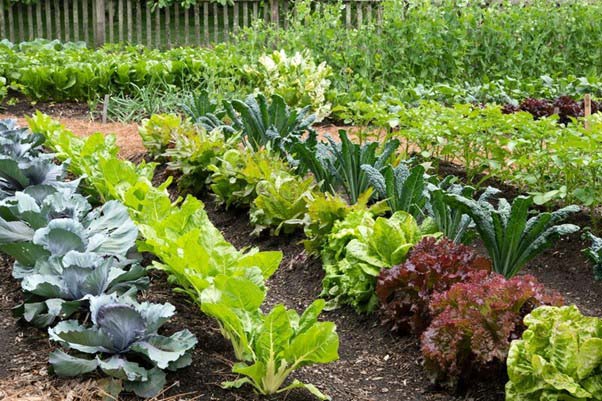 Rau sạch nhà trồng giúp kiểm soát được nguồn thực phẩm, đảm bảo an toàn cho sức khỏe