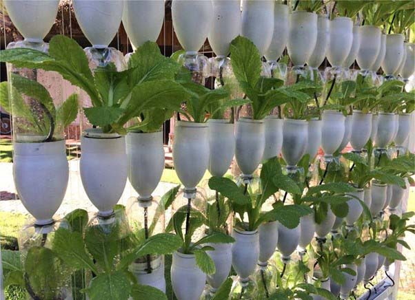 Trồng rau bằng chai nhựa là phương pháp sáng tạo, tiết kiệm và hiệu quả