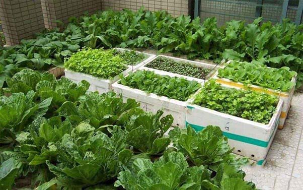 Trồng rau trong thùng xốp là mô hình được ưa chuộng bởi sự tiện lợi