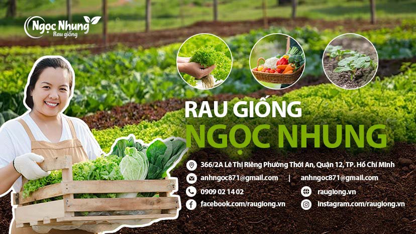 Vườn rau giống Ngọc Nhung là một địa chỉ tin cậy để mua rau sạch
