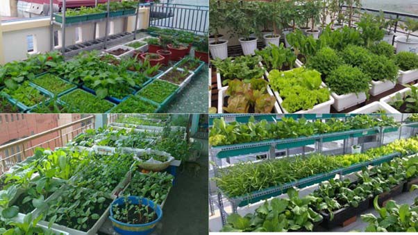 Với hướng dẫn đơn giản, bạn hoàn toàn có thể dễ dàng thực hiện trồng rau thành ngay tại nhà