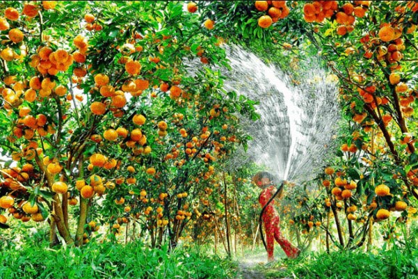 Vườn trái cây Trung An đa dạng các loại hoa quả tươi ngon