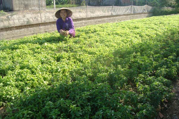 Áp dụng tiêu chí không chất bảo quản khi trồng rau