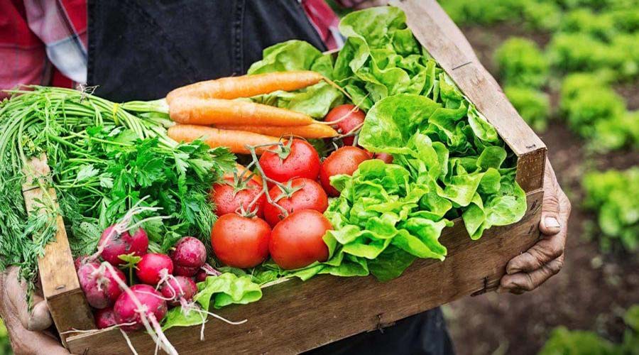 Hướng dẫn phân biệt rau sạch và rau hữu cơ