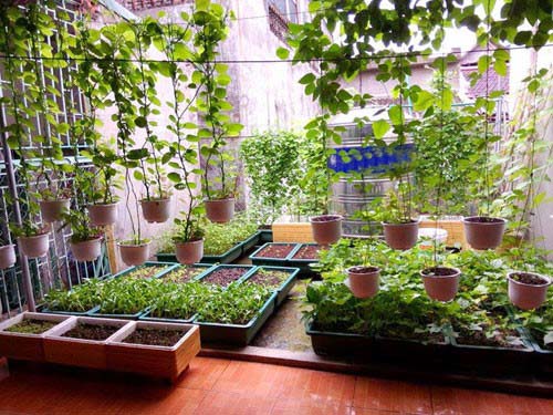 Hướng dẫn chi tiết cách trồng rau trong chậu tại nhà