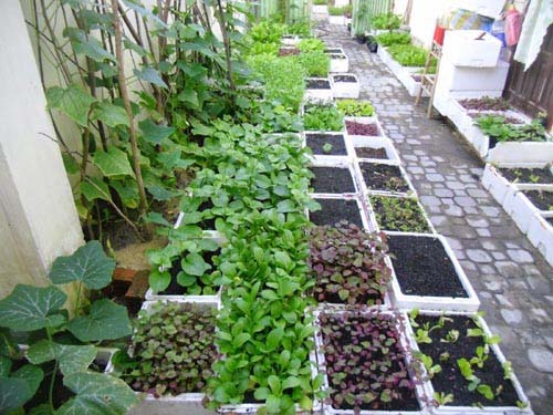 Tận dụng không gian và áp dụng cách trồng rau sạch tại nhà phố để có rau ngon, an toàn