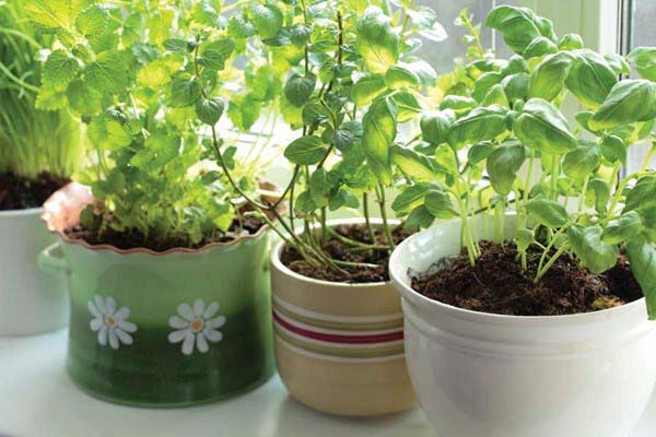 Tận dụng không gian để trồng rau sạch sử dụng