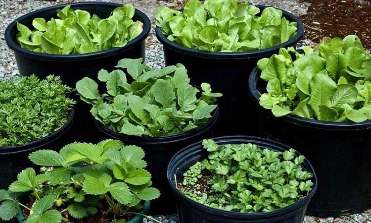 Bạn có thể trồng đa dạng các loại rau sạch tại nhà