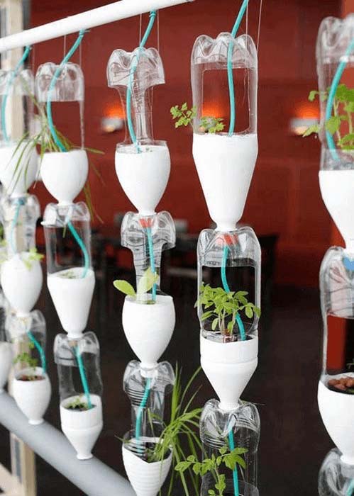 Trồng rau sạch tại nhà bằng chai nhựa có thể sử dụng cây con hoặc hạt giống