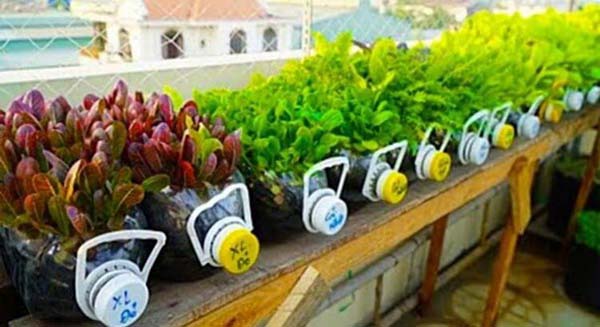 Vườn rau xinh đẹp trong chai nhựa giúp đảm bảo dinh dưỡng cho bữa ăn gia đình