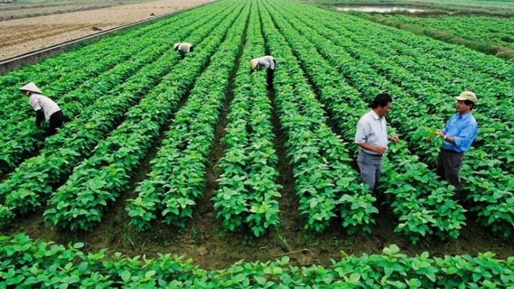 Cách tính giá đền bù đất trồng cây lâu năm năm 2025 