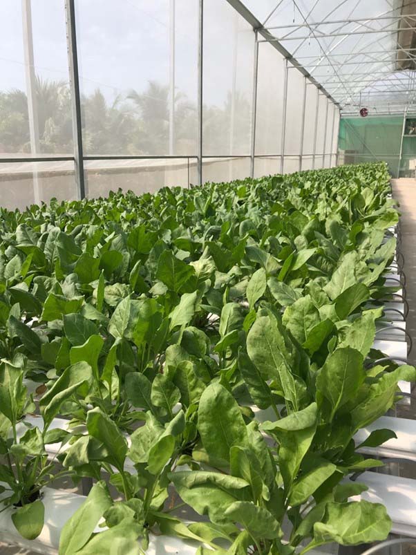 Cải bó xôi thủy canh có thể thu hoạch sau khoảng 30-40 ngày sau khi gieo hạt