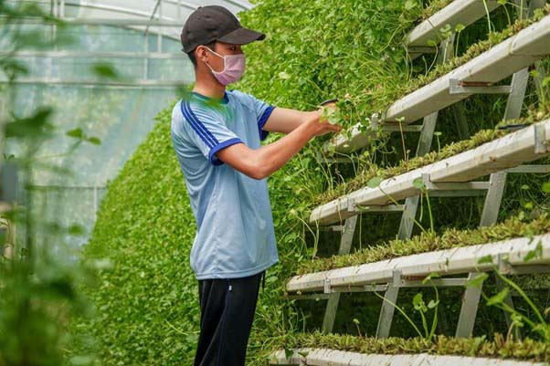 Giàn chữ A được đặt nghiêng, giúp tiết kiệm diện tích trồng trọt và dễ dàng chăm sóc rau