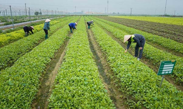 Kế hoạch trồng rau sạch với diện tích lên đến 1.500ha