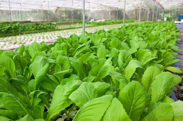 Lá rau sạch hữu cơ thường ngắn và dày hơn so với rau trồng thông thường