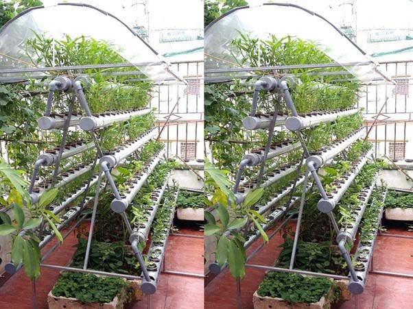 Mô hình thủy canh chữ A có thể trồng được nhiều cây rau trên cùng một diện tích