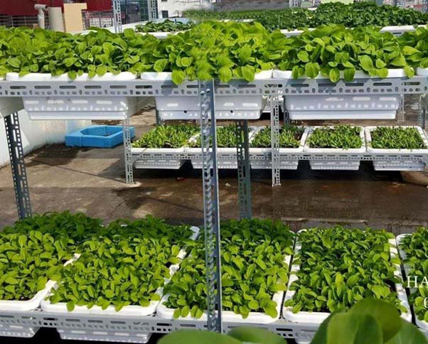 Quá trình canh tác hữu cơ giúp giảm thiểu lượng hóa chất thải ra môi trường