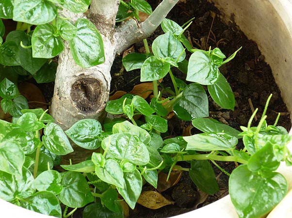 Rau hữu cơ đến mang đến hương vị tự nhiên, thơm ngon và an toàn cho sức khỏe