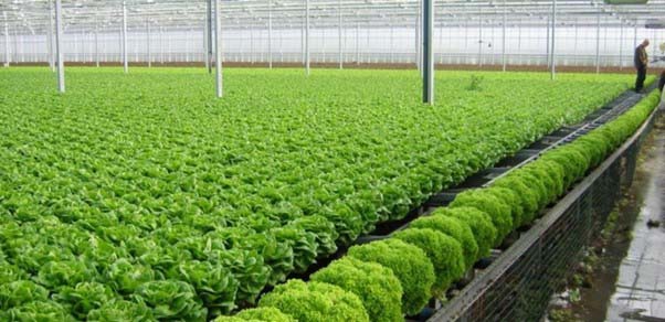 Rau hữu cơ chỉ được trồng bằng phân hữu cơ từ chất thải động vật và thực vật.