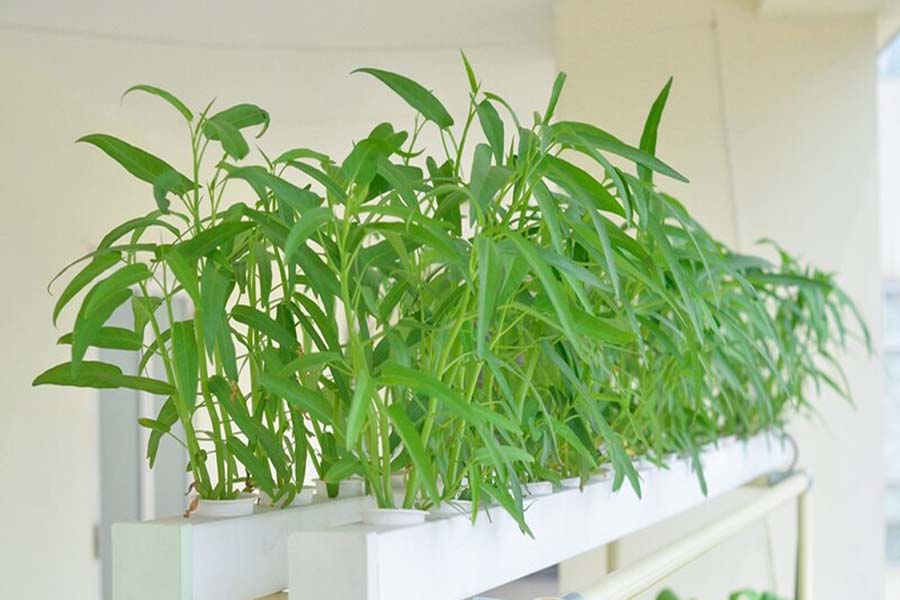 Rau muống có thể trồng theo phương pháp thẳng đứng, giúp tiết kiệm diện tích trồng trọt
