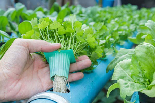Rau thơm thủy canh chứa nhiều vitamin, khoáng chất và tinh dầu có lợi cho sức khỏe
