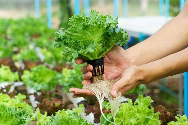 Rau thủy canh được trồng trên giá thể như xơ dừa, mút xốp, sỏi,
