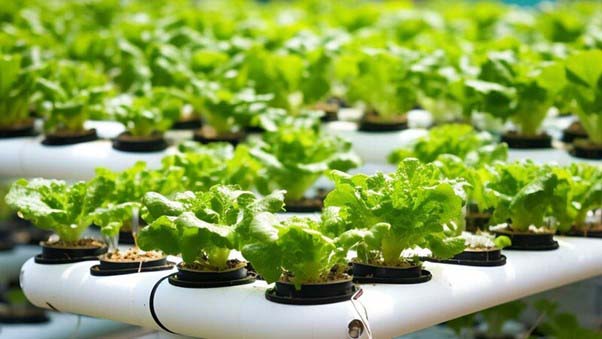 Rau thủy canh có thể trồng theo phương pháp thẳng đứng, giúp tiết kiệm diện tích trồng trọt