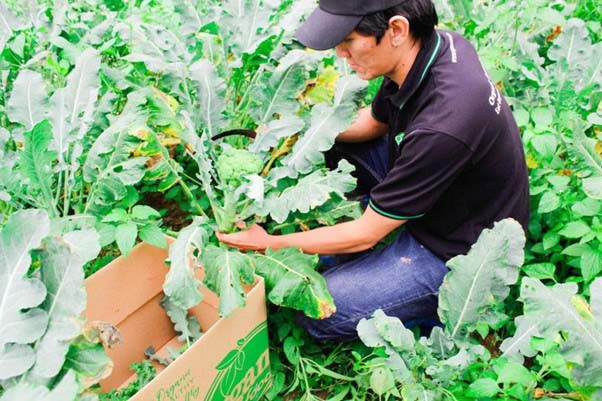 Thân rau hữu cơ thường giòn và rắn chắc hơn so với rau trồng bằng phân bón hóa học