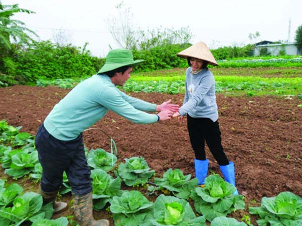 Trồng rau sạch không dư lượng hóa chất độc hại