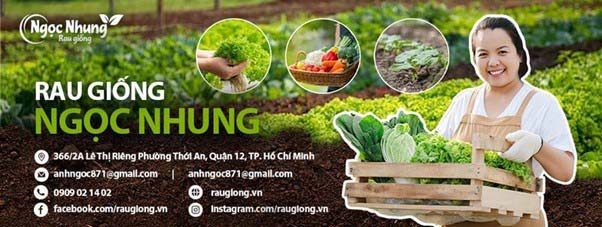 Vườn rau giống Ngọc Nhung là một địa chỉ tin cậy để mua rau sạch
