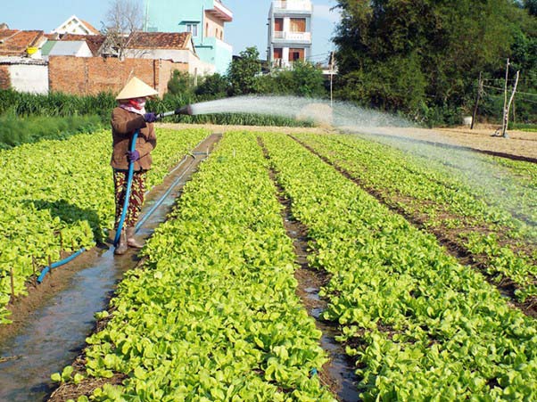 Việc trồng rau sạch sẽ giảm thiểu ô nhiễm nguồn nước