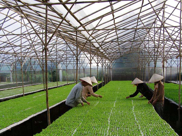 Xu hướng trồng rau sạch đang ngày một được ưa chuộng