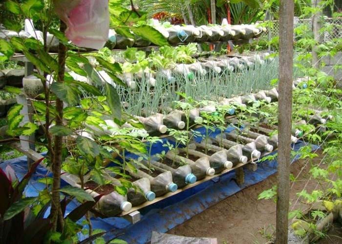Rau trồng tại nhà đảm bảo độ tươi xanh và ngon ngọt