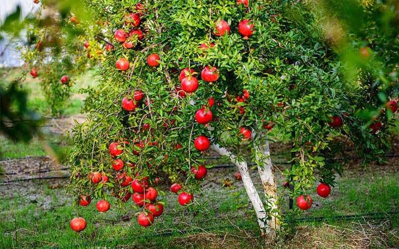 7 loại cây nên trồng trước nhà giúp thu hút tài lộc, đem lại may mắn