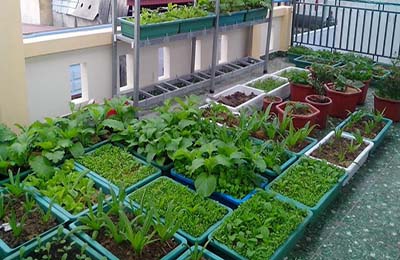 Giải pháp trồng rau sạch cho nhà nhật hữu ích nhất hiện nay