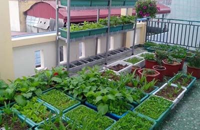 Cách trồng rau sạch tại nhà phố đơn giản! tất tần tật kỹ thuật trồng và chăm sóc