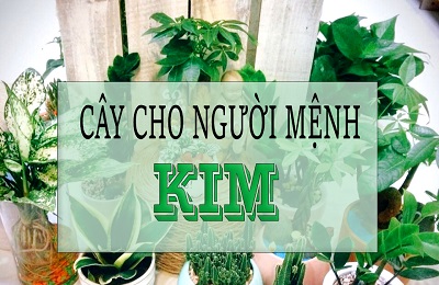 mệnh kim hợp cây gì? gợi ý top 10 loại cây trồng thu hút tài lộc